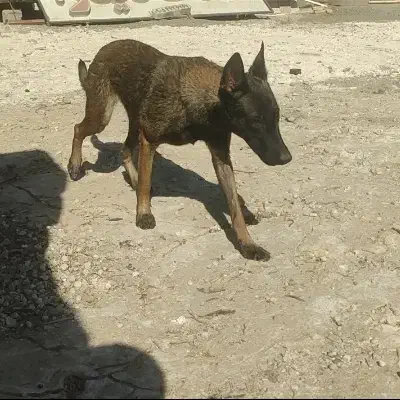 مالی نیوز ماده اصل|سگ|کهنوج, |دیوار