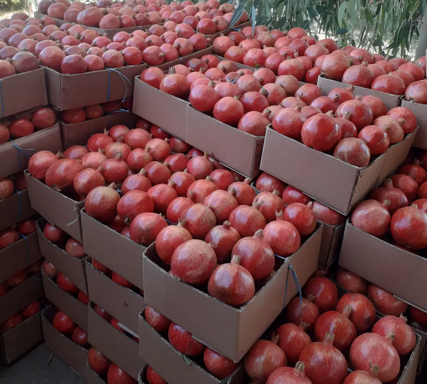 انار دون قرمز آبدار ساوه بصورت عمده|حراج|ساوه, |دیوار