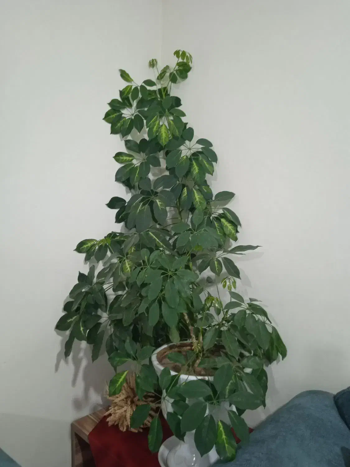 گل شفلرا|گل و گیاه طبیعی|عنبران, |دیوار