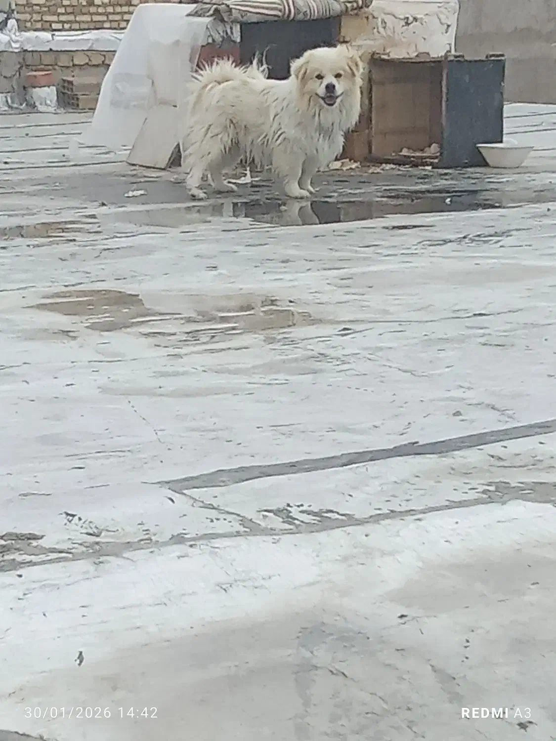 سگ پاکوتا|سگ|ابهر, |دیوار