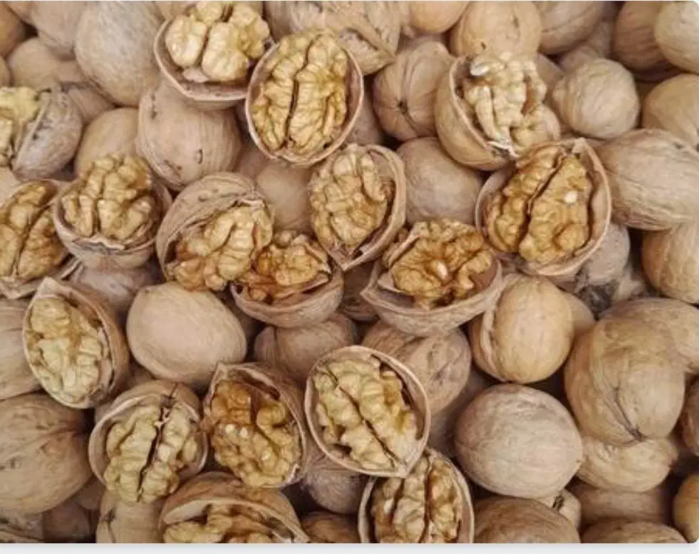 گردوی پر مغز مراغه مستقیم از کشاورز|خوردنی و آشامیدنی|تهران, امانیه|دیوار