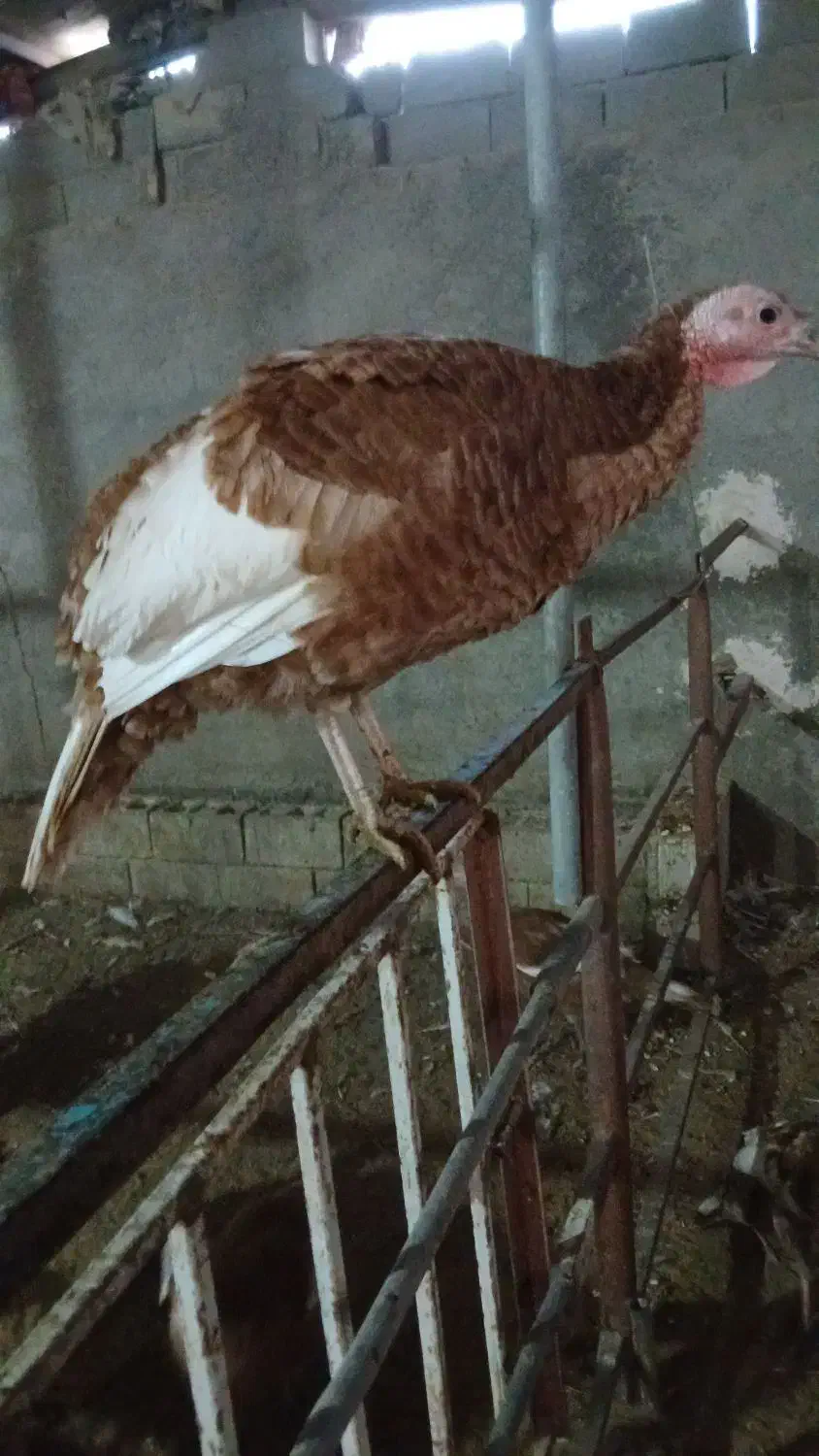 بوقلمون تخمگذار بوربون|حیوانات مزرعه|کلاشی, |دیوار