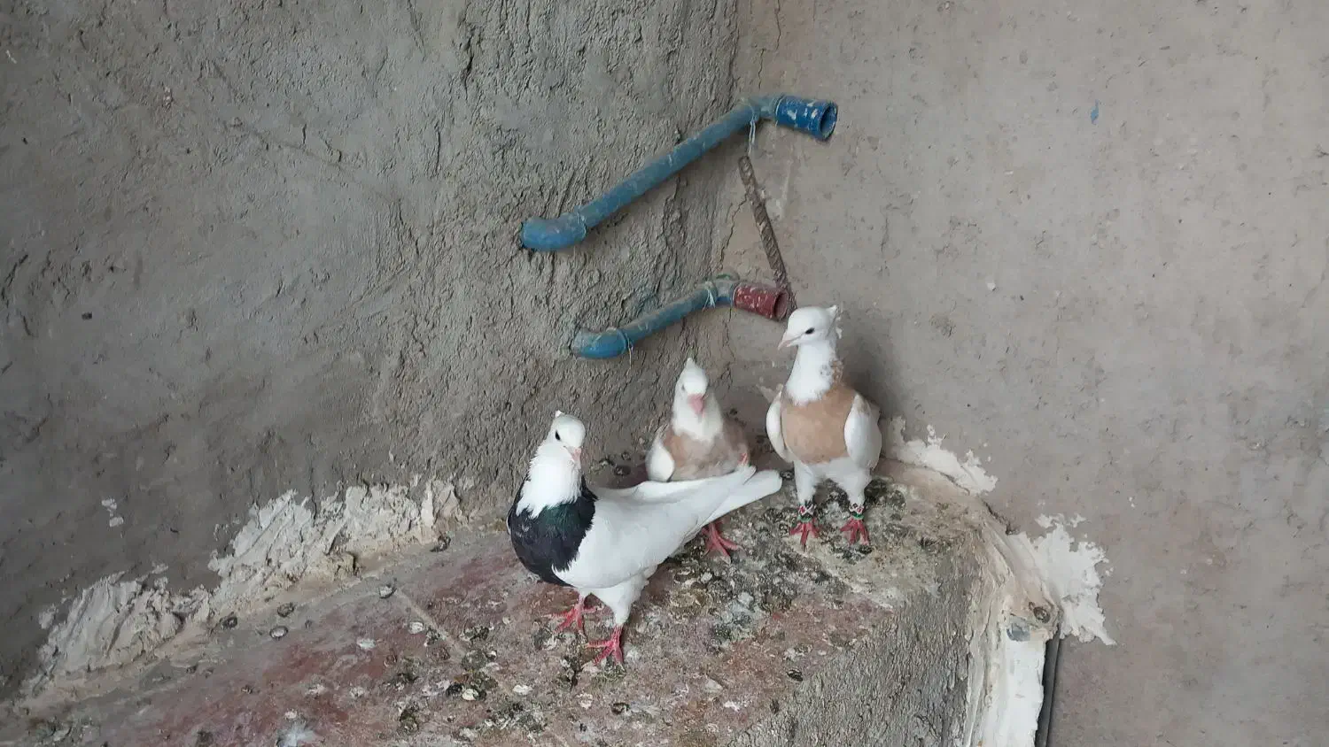 یه جفت طوقی ..|پرنده|ایلام, |دیوار