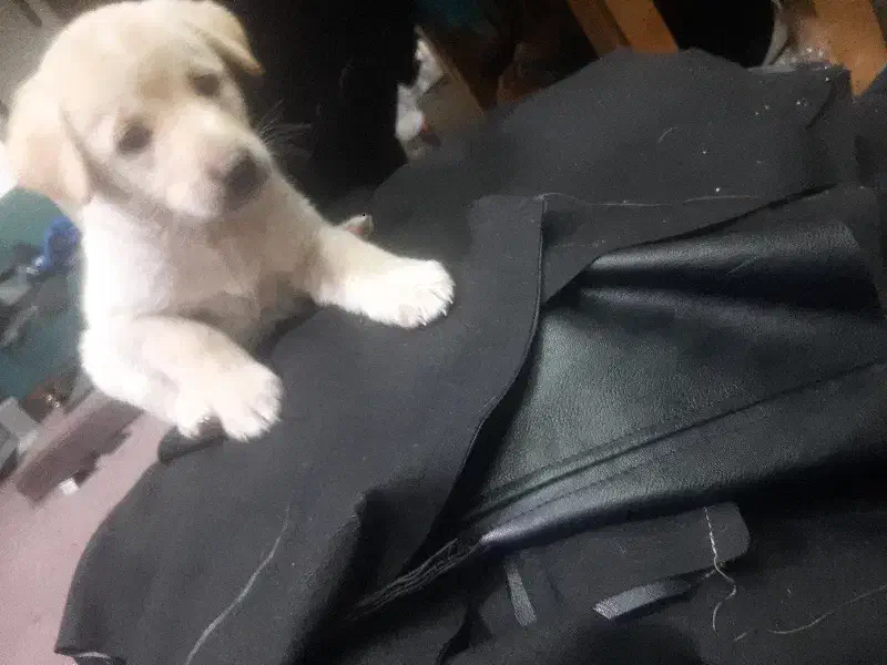 سگ سراب واگذاری|سگ|بهارستان, |دیوار