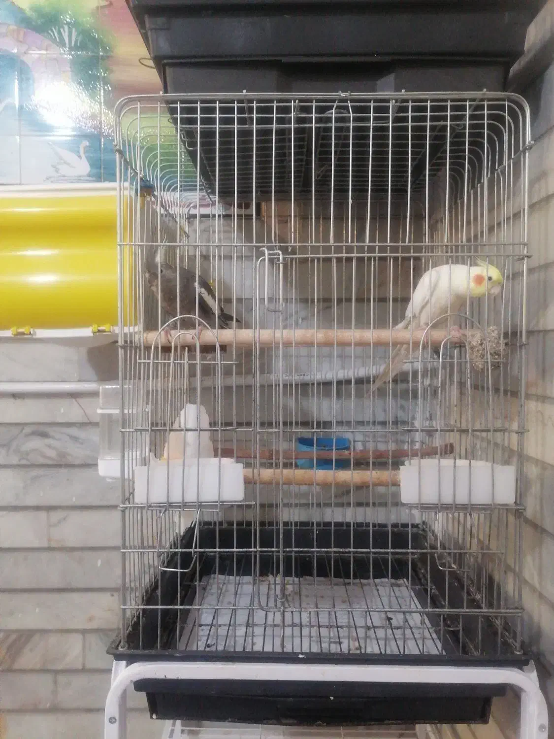 عروس هلندی|پرنده|شیراز, مسلم|دیوار