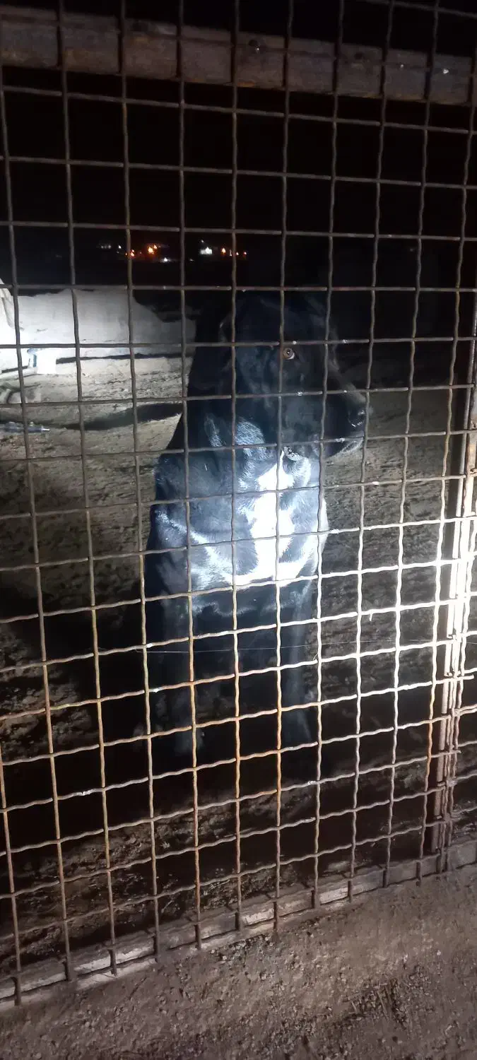 سگ گم شده|حیوانات|جلفا, |دیوار