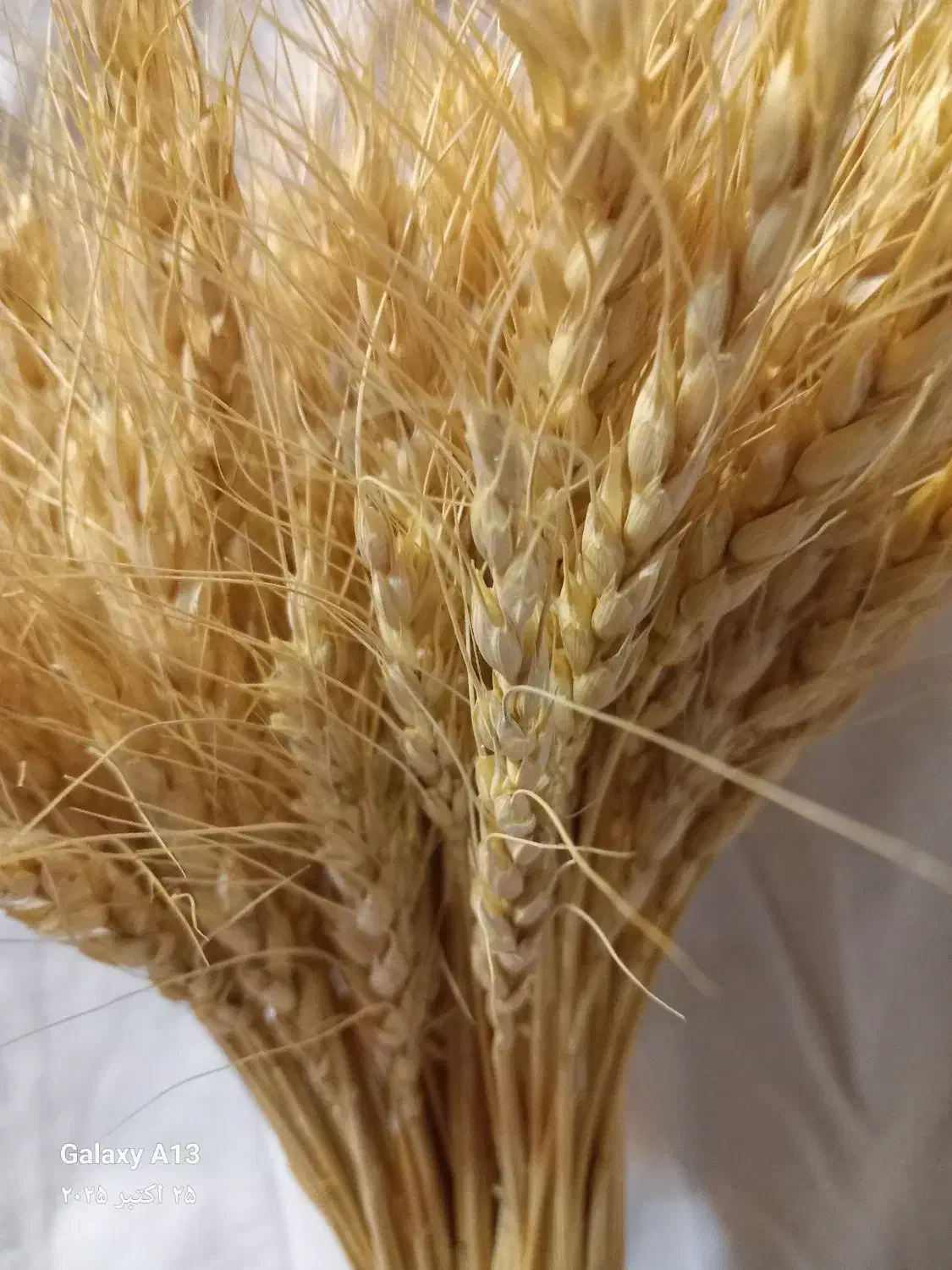 گندم  مخصوص سمنو|حراج|لاران, |دیوار