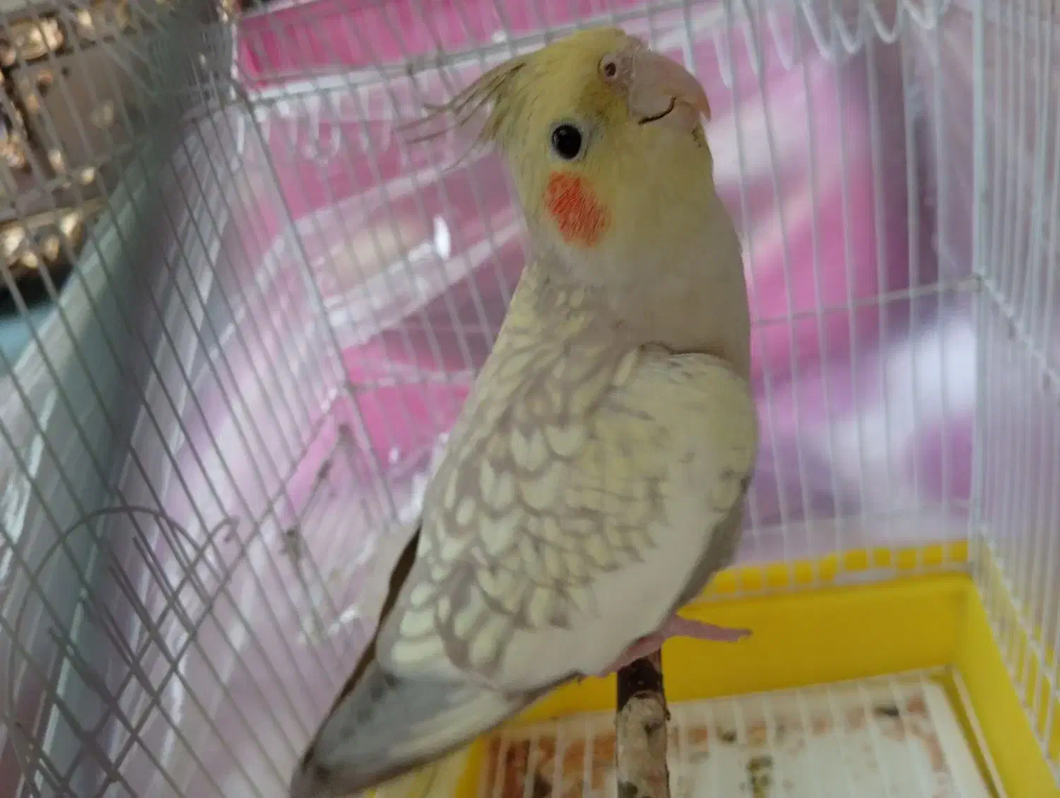 عروس هلندی|پرنده|الوند, |دیوار