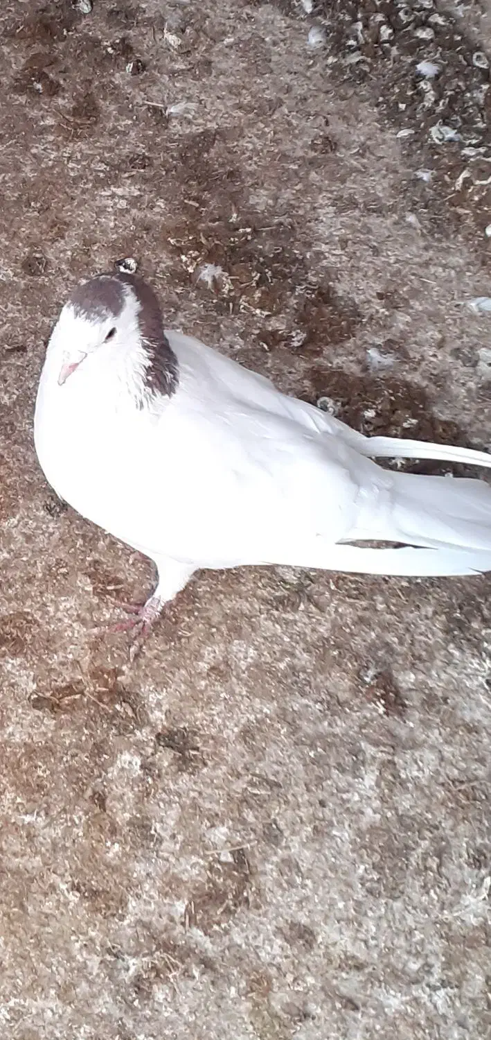 کبوتر|پرنده|مبارکه, |دیوار