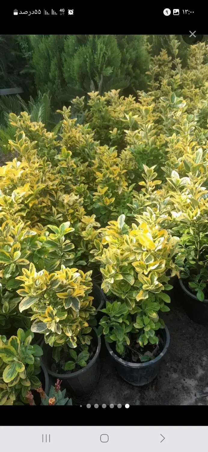 خدمات کل باغبانی|خدمات باغبانی و درختکاری|اسلامشهر, زرافشان|دیوار