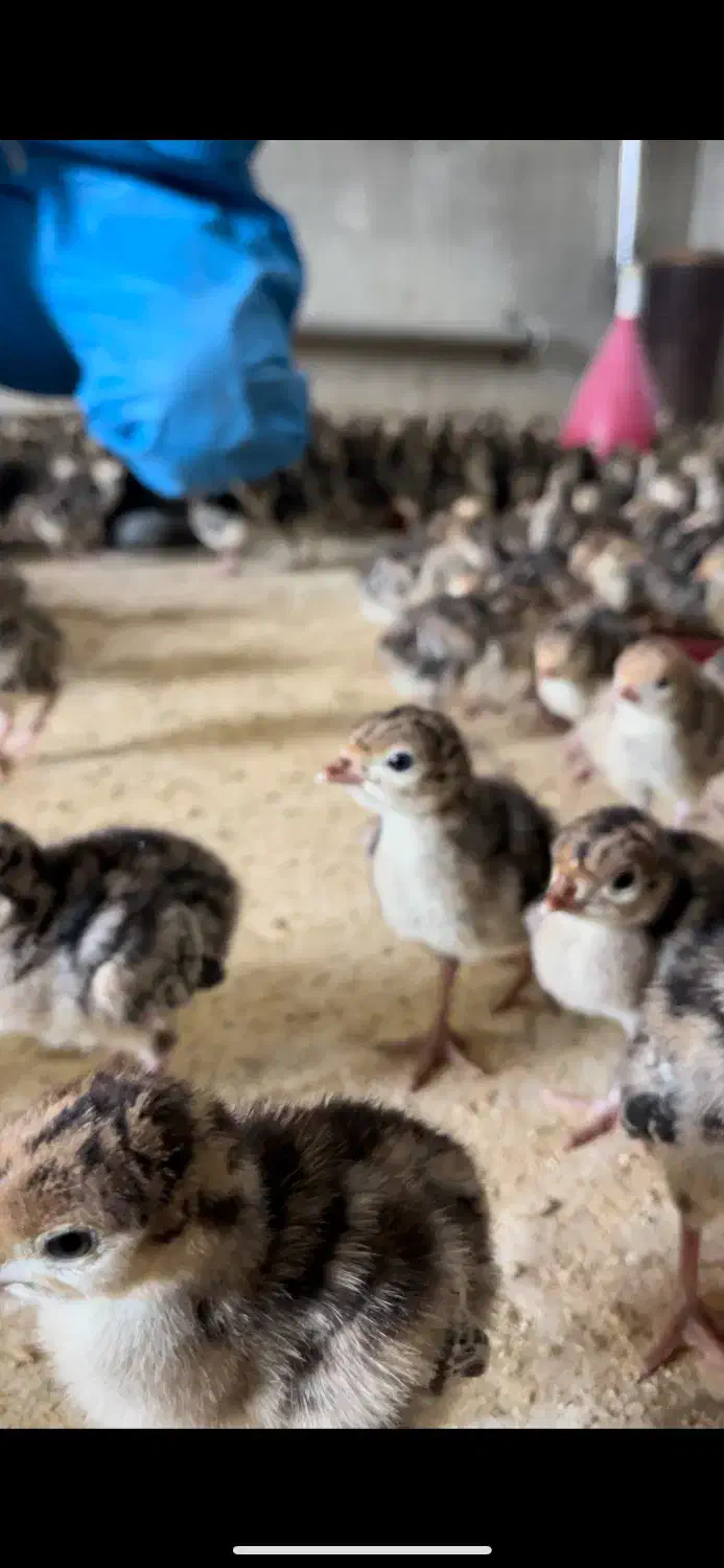 پروار بندی طیور|حیوانات مزرعه|اصفهان, شاهزاده ابراهیم|دیوار