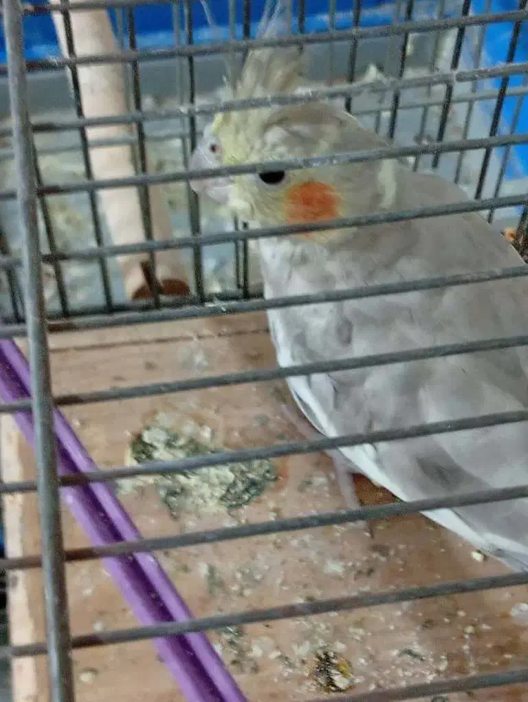 یک جفت طوطی نر و ماده سرحال|پرنده|بهبهان, |دیوار