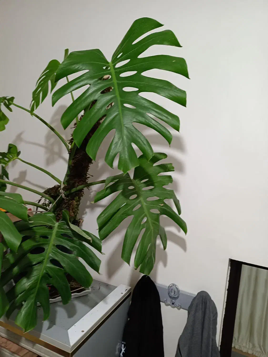 مانسترا قولپیکر|گل و گیاه طبیعی|گالیکش, |دیوار