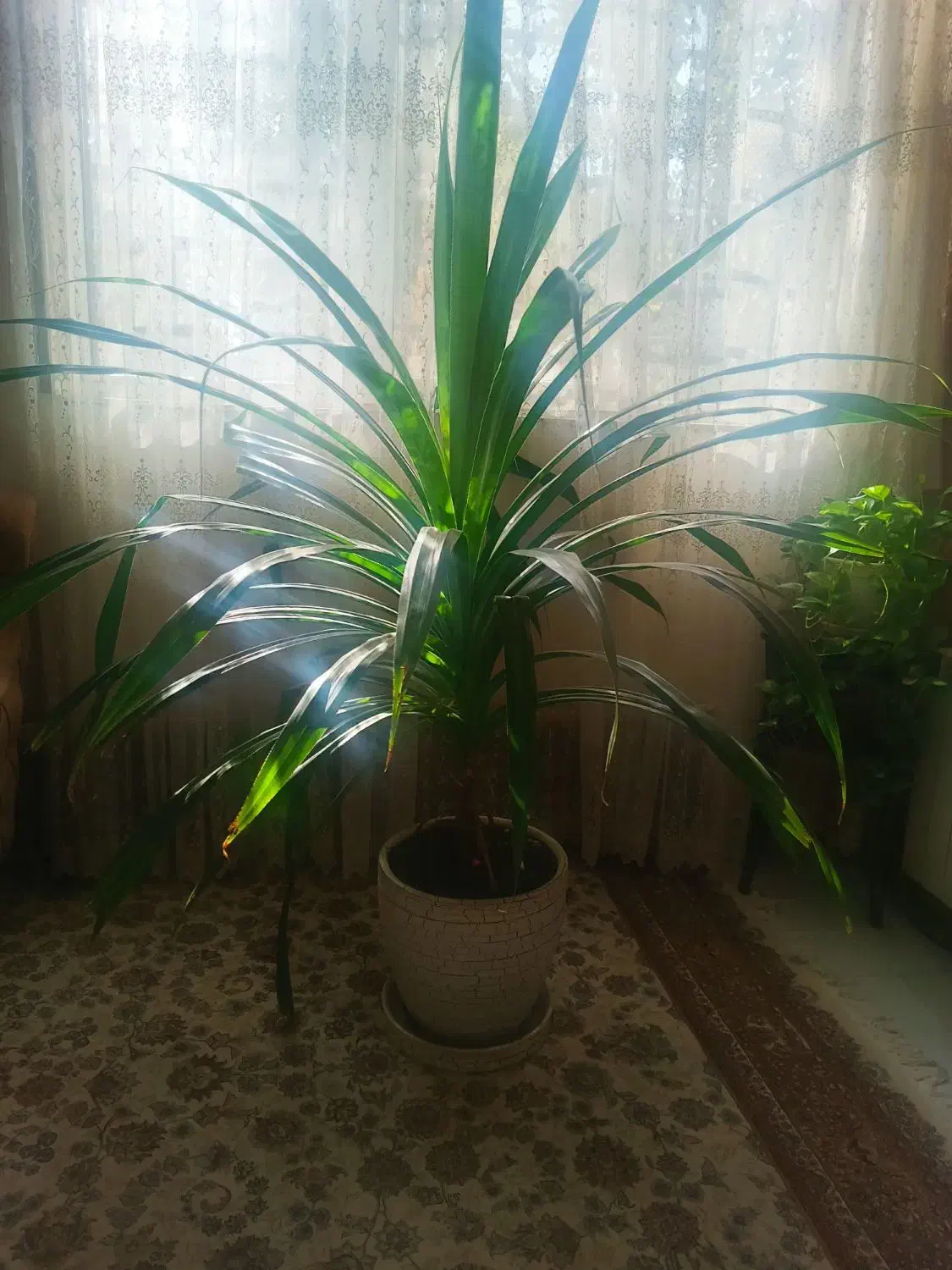 گل طبیعی|گل و گیاه طبیعی|هشتگرد, شهرک گلها|دیوار