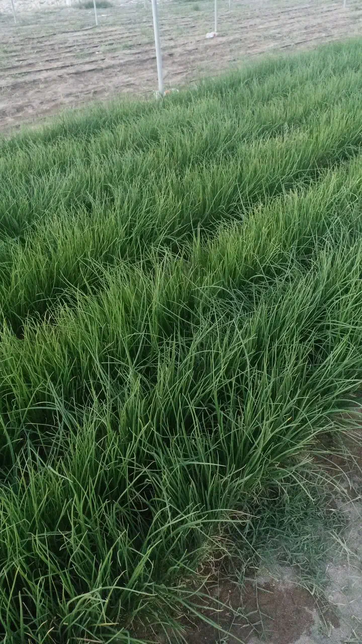 نهال پیاز مینروا دستگیری|گل و گیاه طبیعی|جیرفت, |دیوار