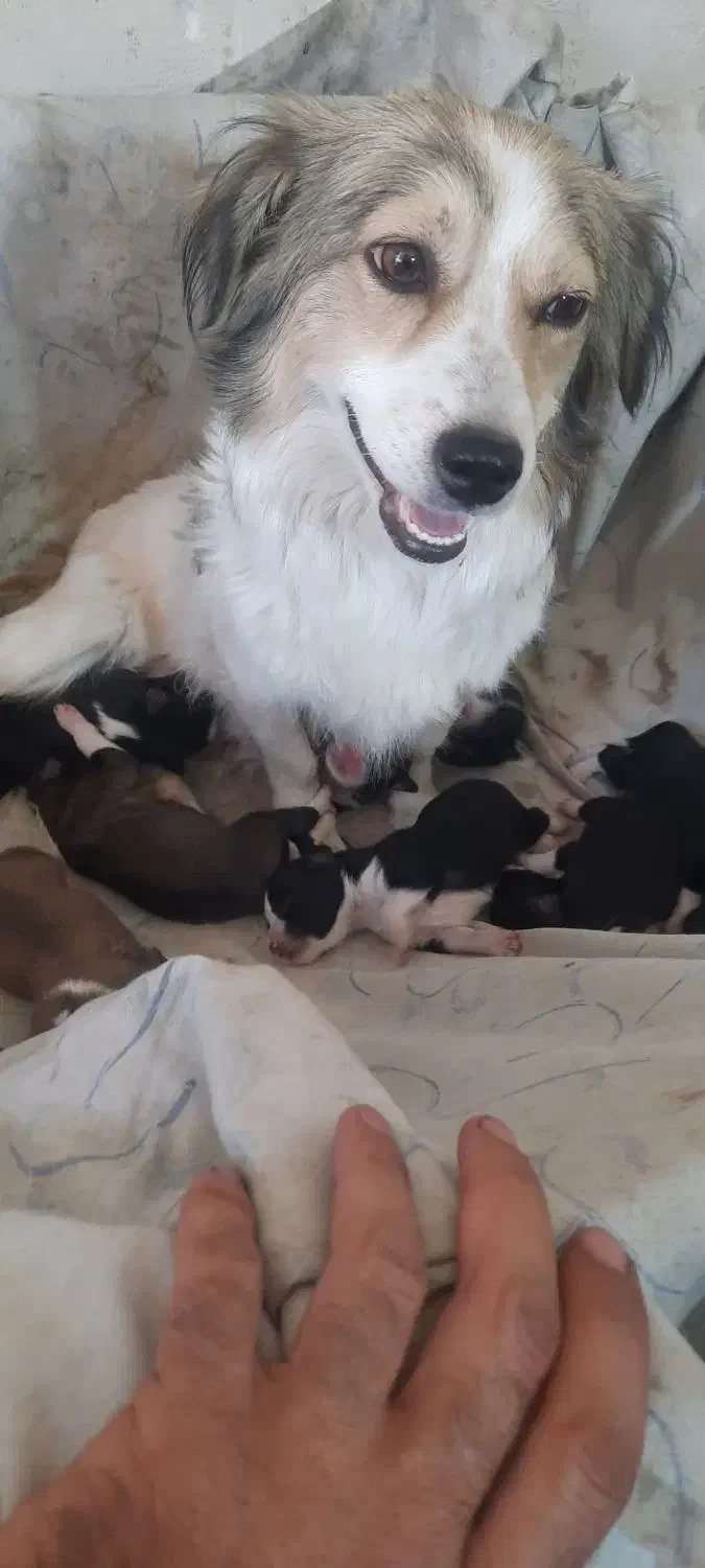 گمشده|سگ|بروجن, |دیوار