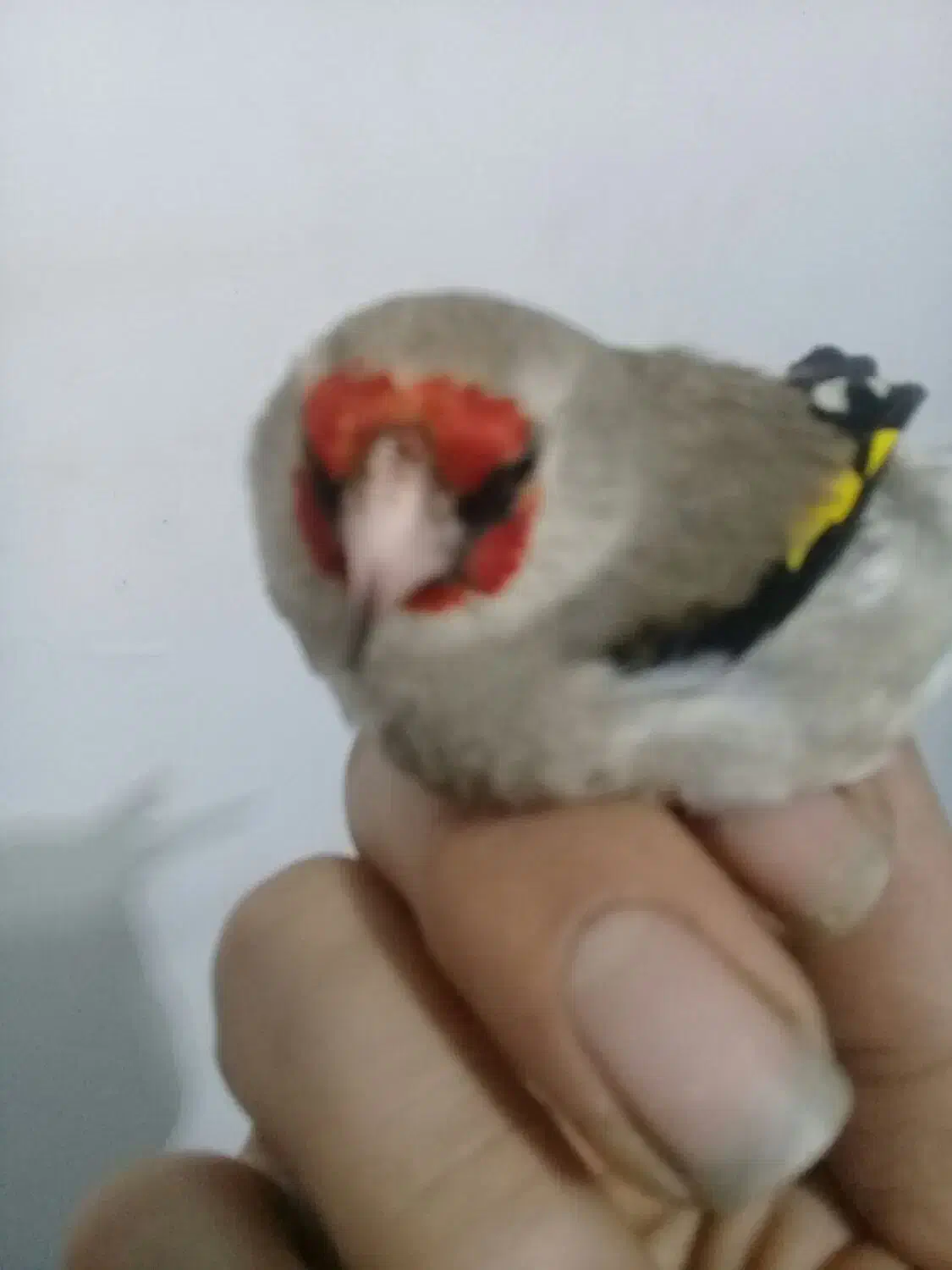 سهره نر|پرنده|رشت, تازه آباد|دیوار