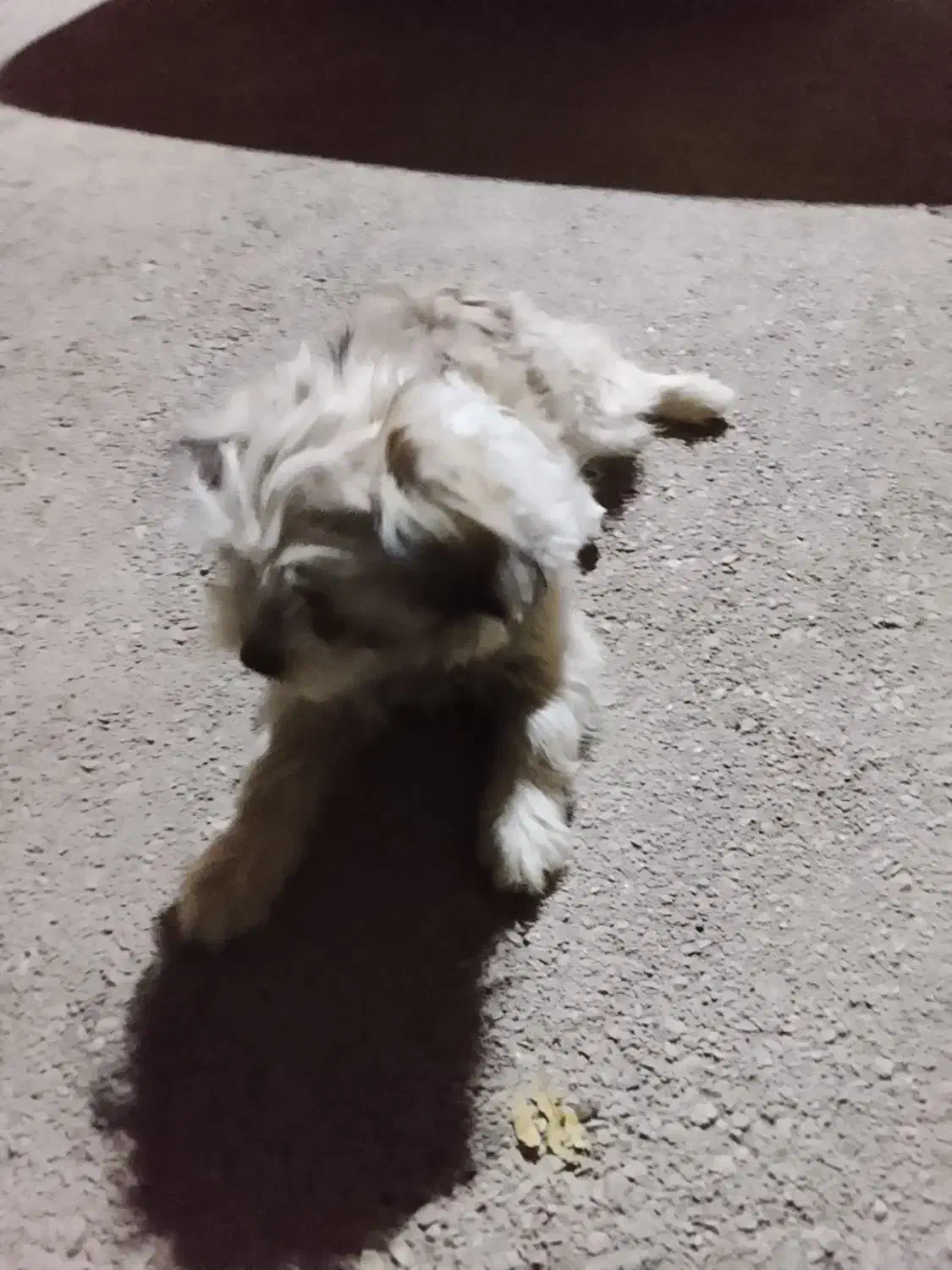 سگ اشپیتز|سگ|فارسان, |دیوار