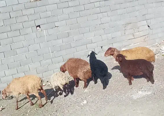 میش و بره|حیوانات مزرعه|مشهد, کلاته برفی|دیوار