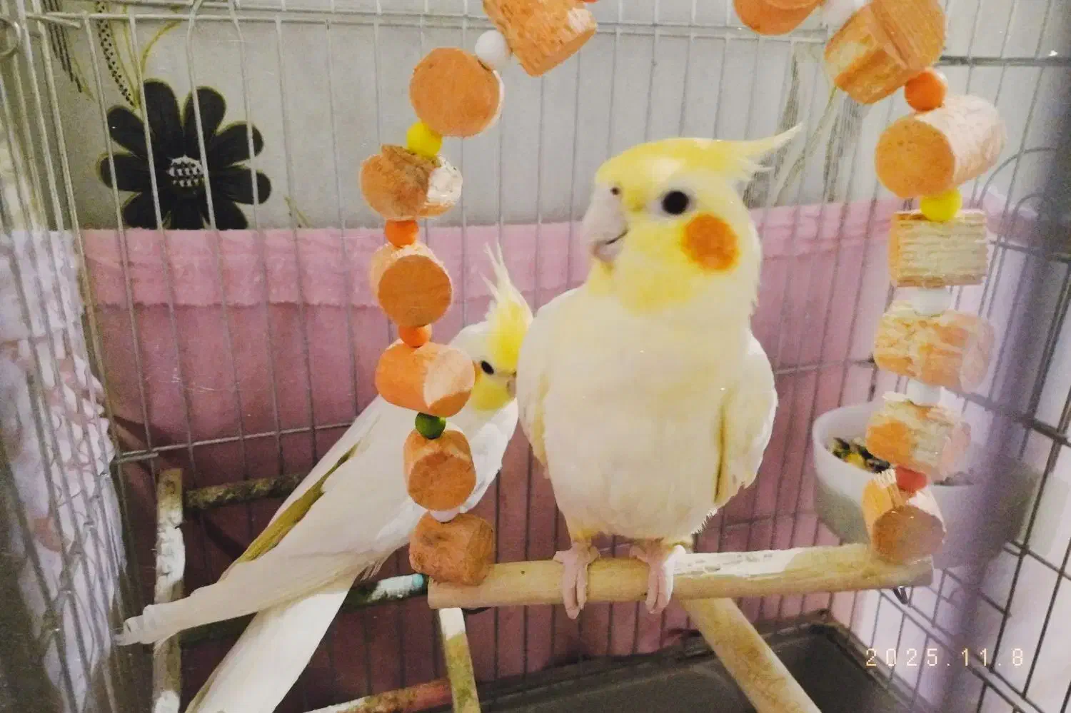 جفت عروس هلندی لوتینو|پرنده|بندرعباس, |دیوار