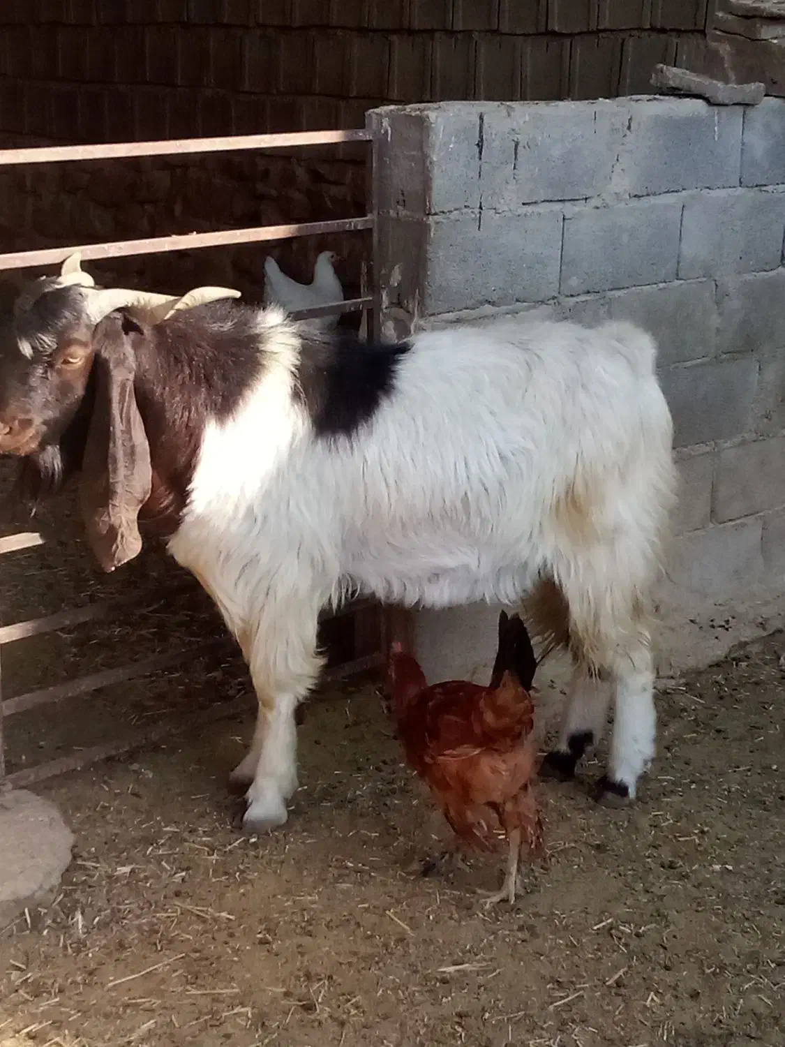 فروشی|حیوانات مزرعه|دهدشت, |دیوار