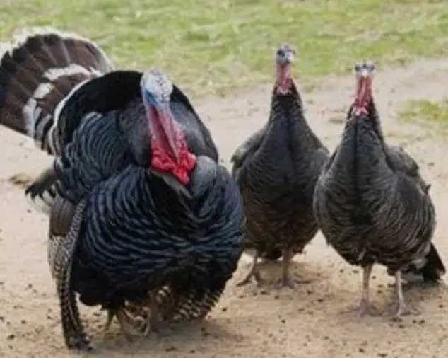 تعدای بوقلمون محلی|حیوانات مزرعه|بوکان, |دیوار