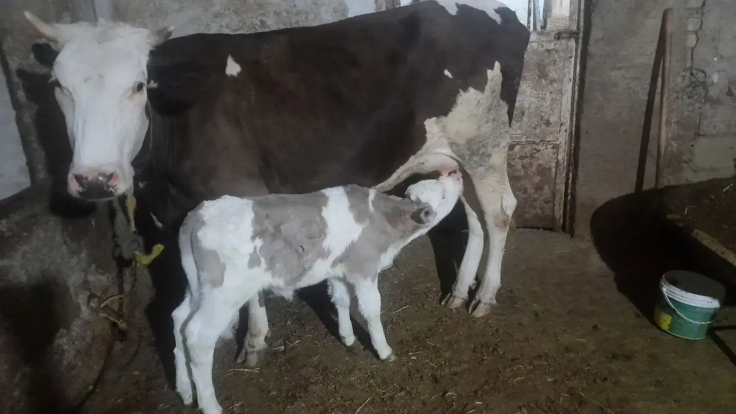 گاو شیری|حیوانات مزرعه|سراب, |دیوار