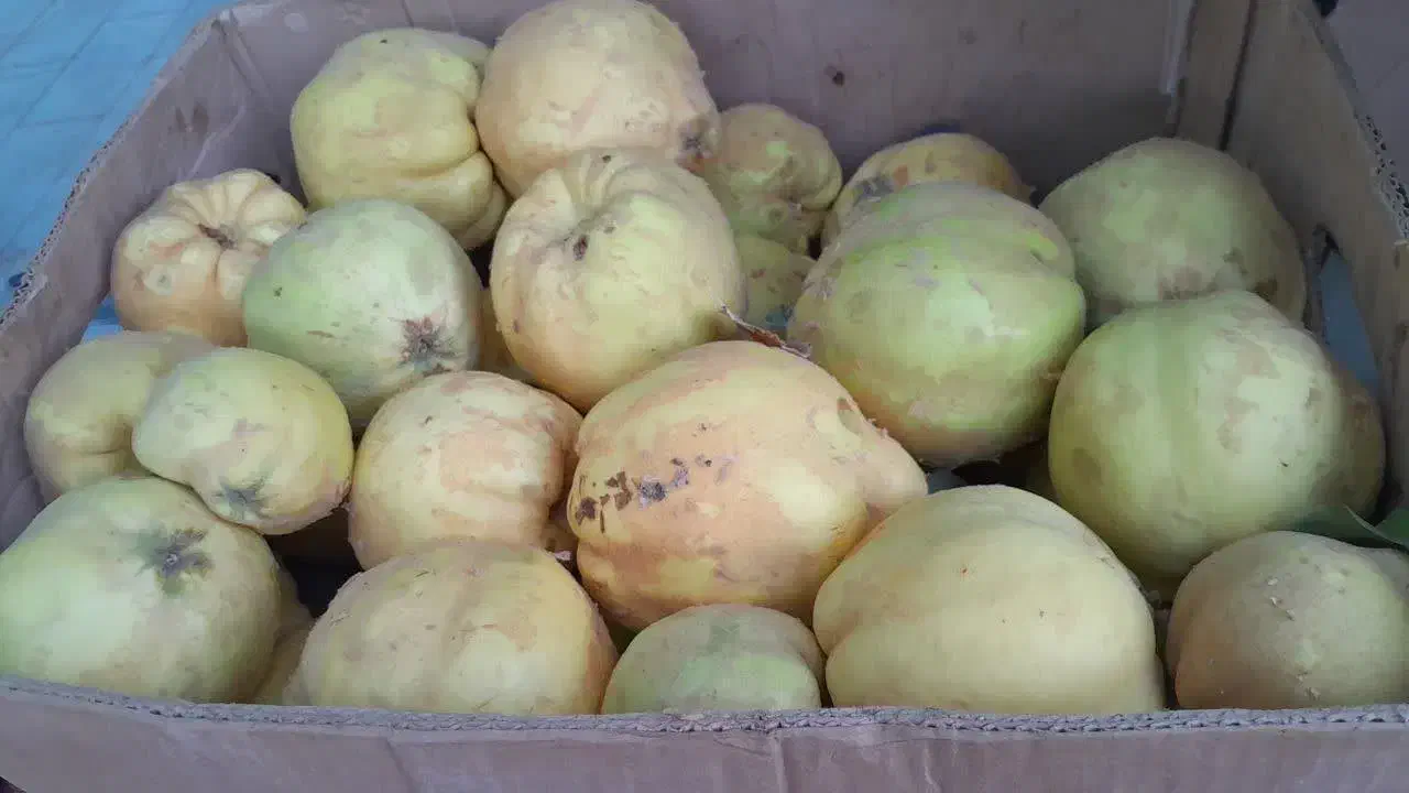 به اصفهان درجه یک|خوردنی و آشامیدنی|مشهد, ایثارگران|دیوار