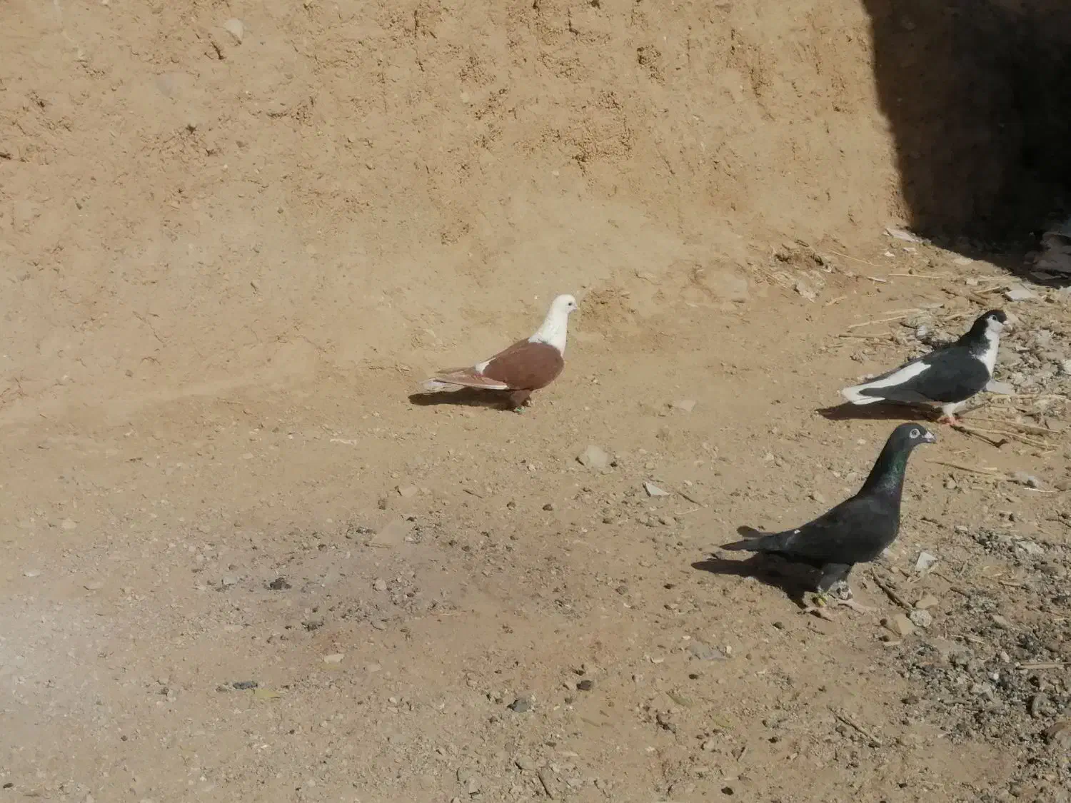 کفتر کلاغ ساده زاغ|پرنده|خواف, |دیوار