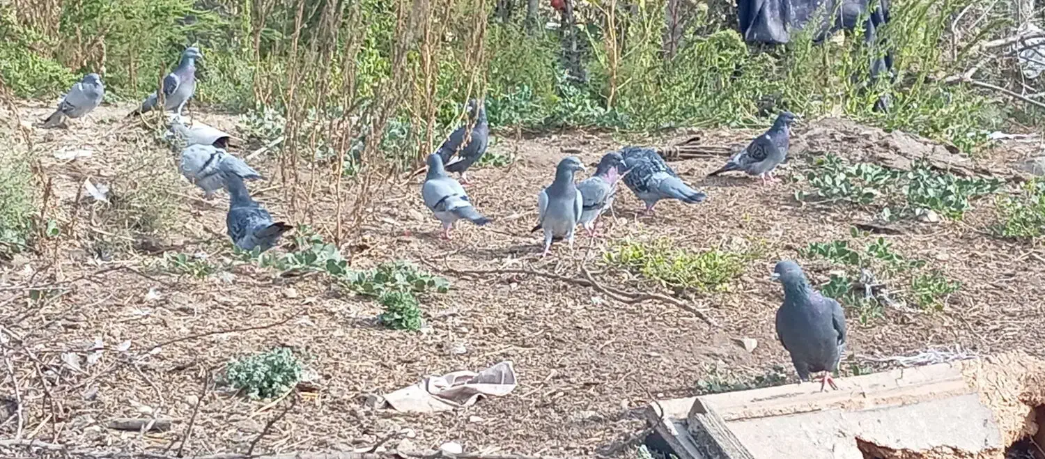 ۱۰عدد کبوتر دوبر|پرنده|انگوت, |دیوار