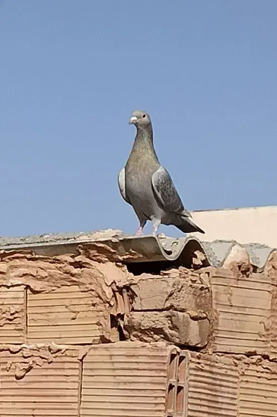 کبوتر جوانه ارزون|پرنده|سبزوار, امیر کبیر|دیوار