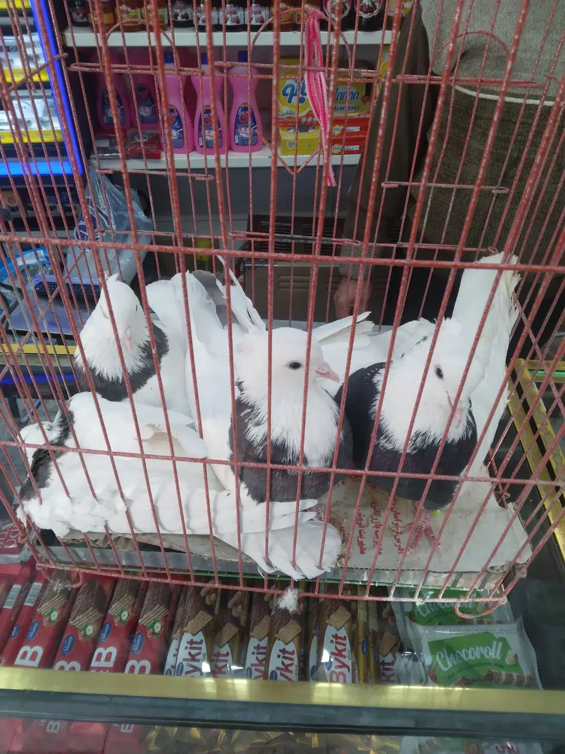 ۵ عدد کفتر طوقی سیاه|پرنده|مشهد, عامل|دیوار