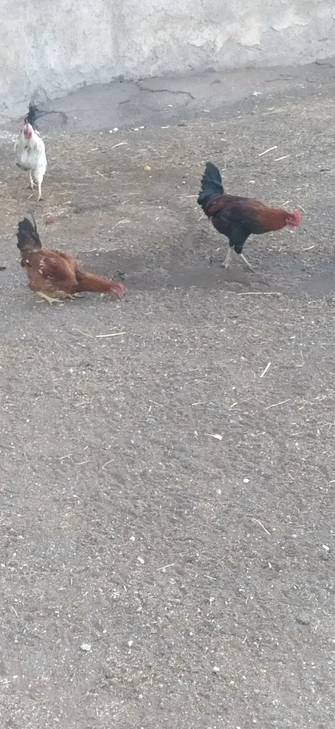 خروس جوان|حیوانات مزرعه|اردبیل, |دیوار