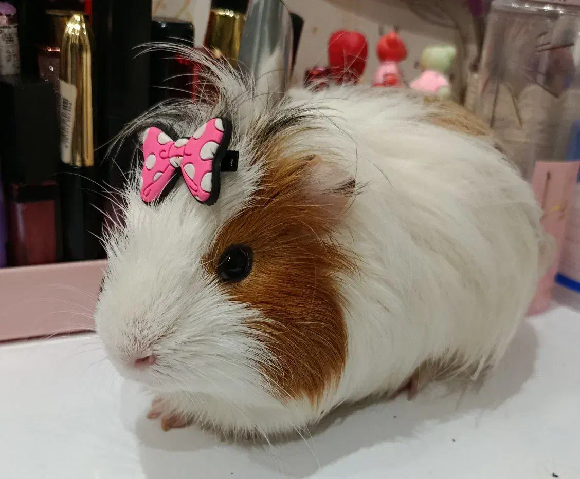 واگذاری خوکچه هندی|موش و خرگوش|اهواز, گلستان|دیوار