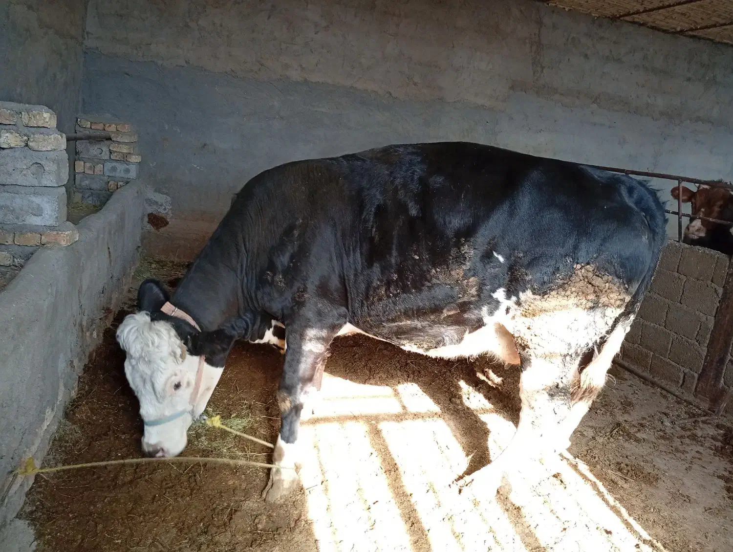 حیوانات مزرعه|حیوانات مزرعه|فریدونشهر, |دیوار