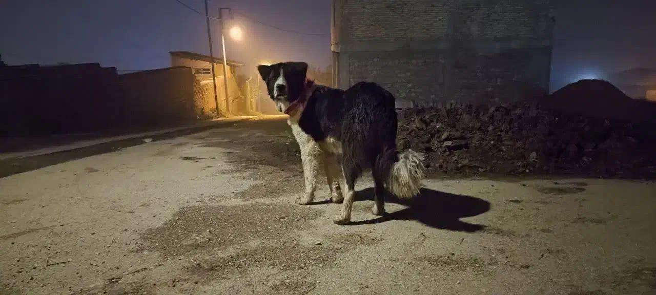 سگ نگهبان نژاد قدرجونی سن ۲سال|سگ|کالپوش, |دیوار