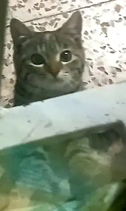 واگذاری گربه خونگی (فوری)|گربه|مینودشت, |دیوار