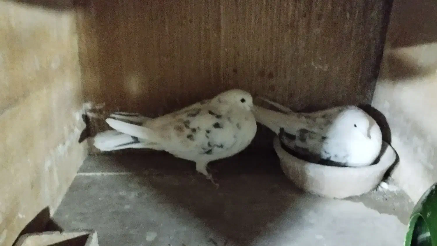 سه جفت کفتر دهن خورده به شرط|پرنده|قرچک, زیبا شهر|دیوار