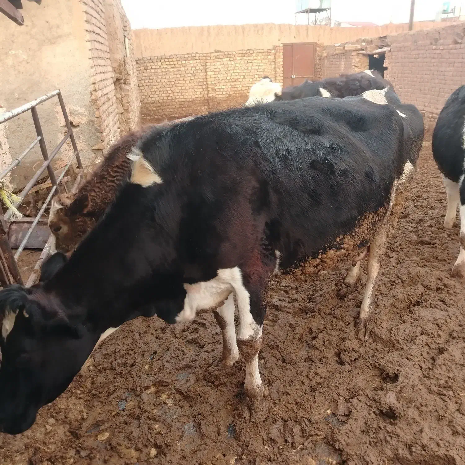 گاو شیری|حیوانات مزرعه|نیشابور, مازول|دیوار