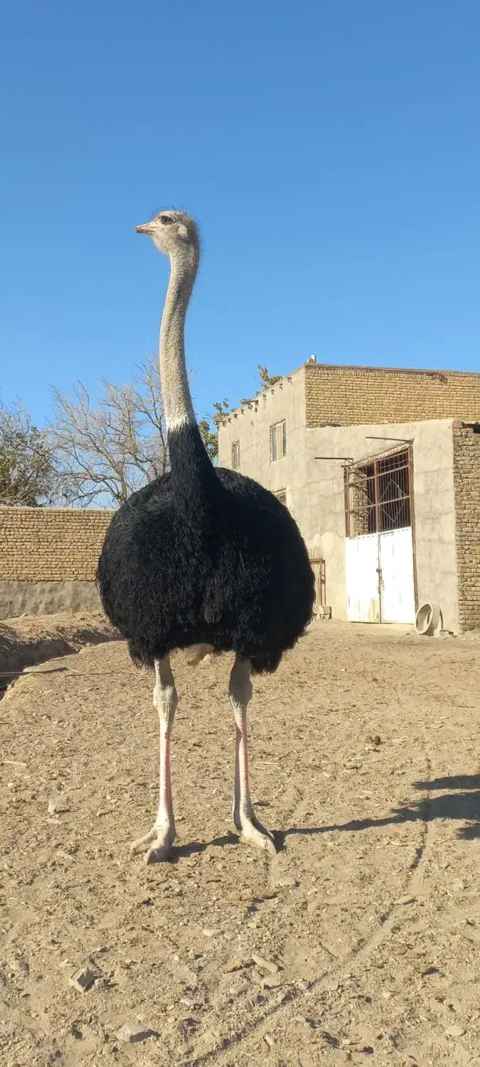 ۴ خانواده شترمرغ مولد|حیوانات مزرعه|مشهد, ادیب نیشابوری (شهرک غرب)|دیوار