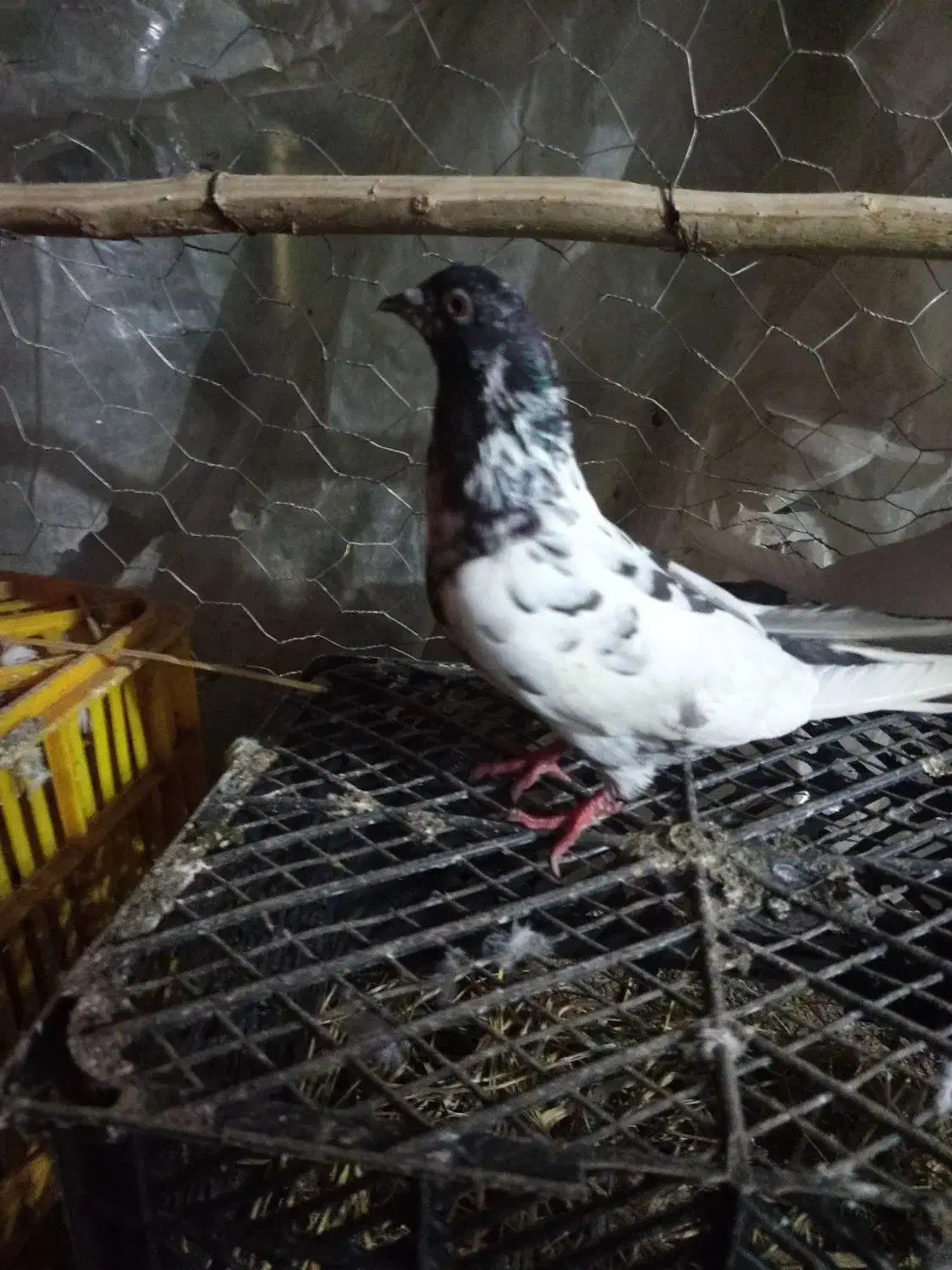 کبوتر طوقی اصل پاکستان|پرنده|چوبر, |دیوار