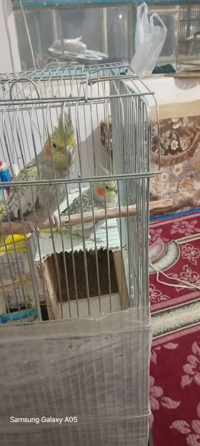 ۲عددعروس هلندی دستی|پرنده|قیدار, |دیوار