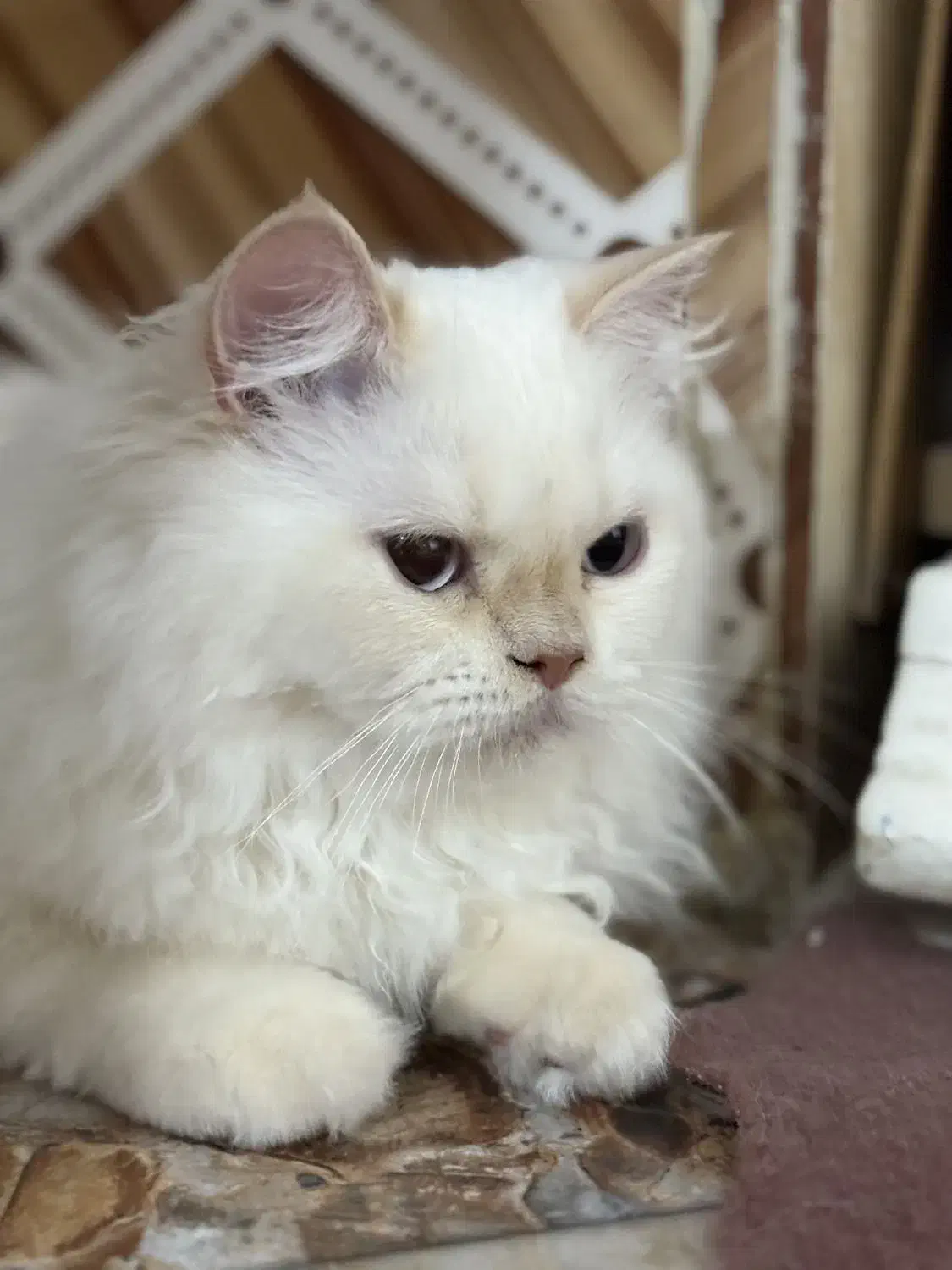 گربه پرشین سفید|گربه|بندر کنگان, |دیوار