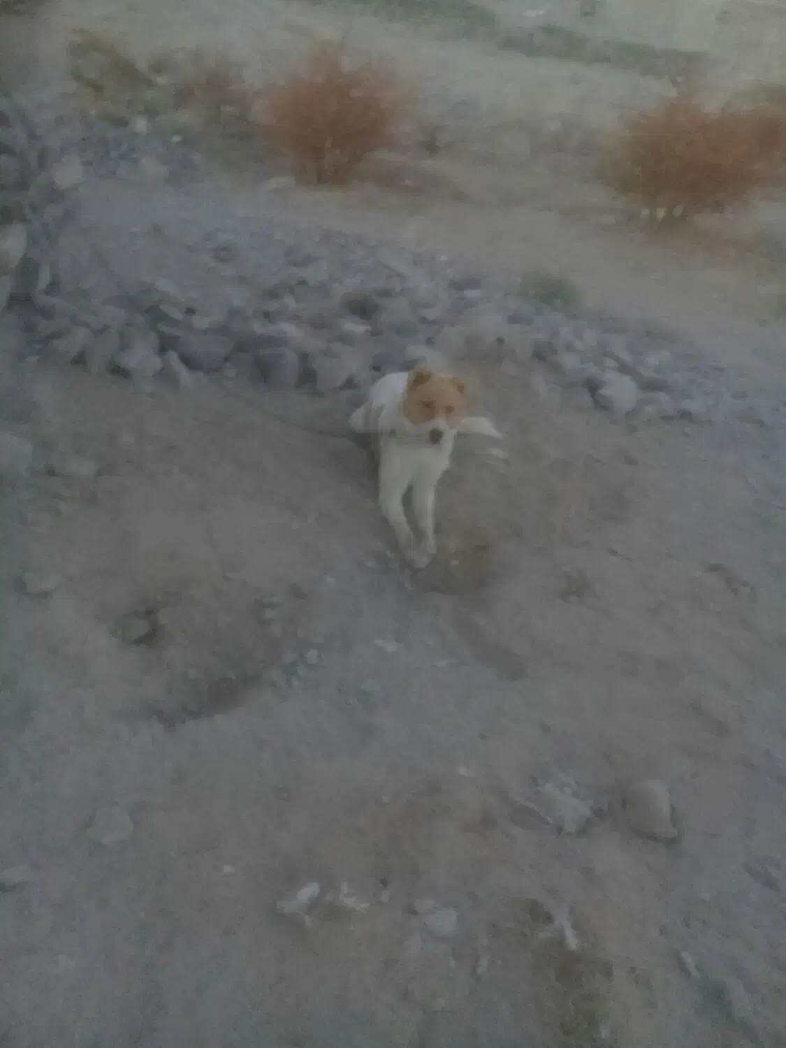 سگ ۶ ماهه قلدر|سگ|قهستان, |دیوار