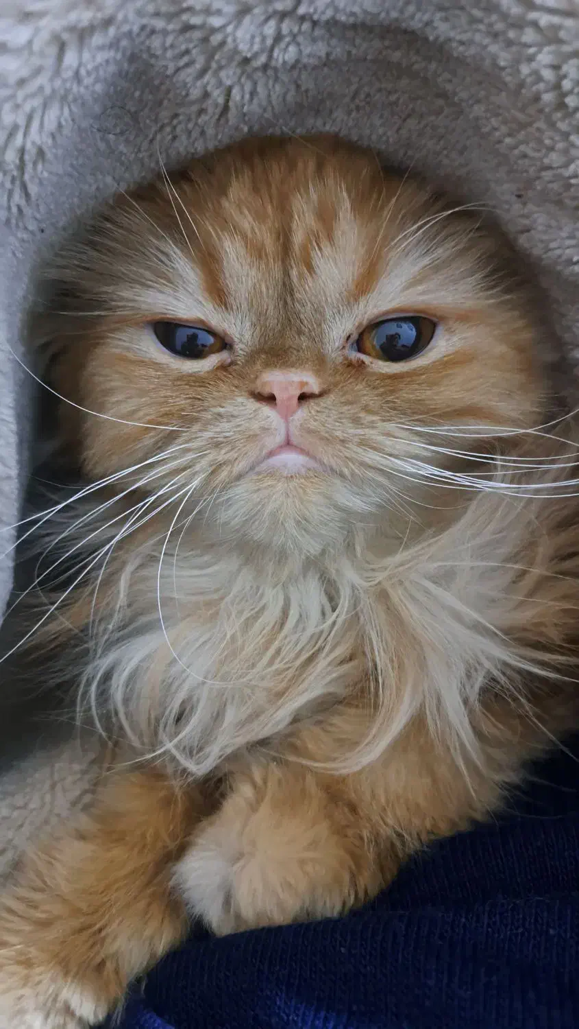 گربه پرشین ماده|گربه|ارومیه, |دیوار