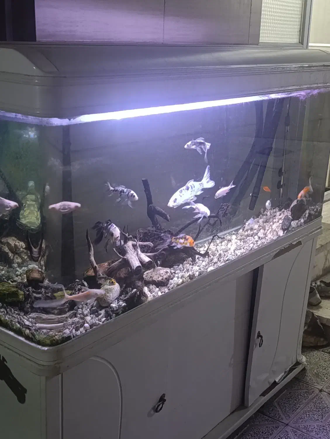 آکواریوم ۱.۵ متری با لوازم کامل|ماهی|مشهد, هفده شهریور|دیوار