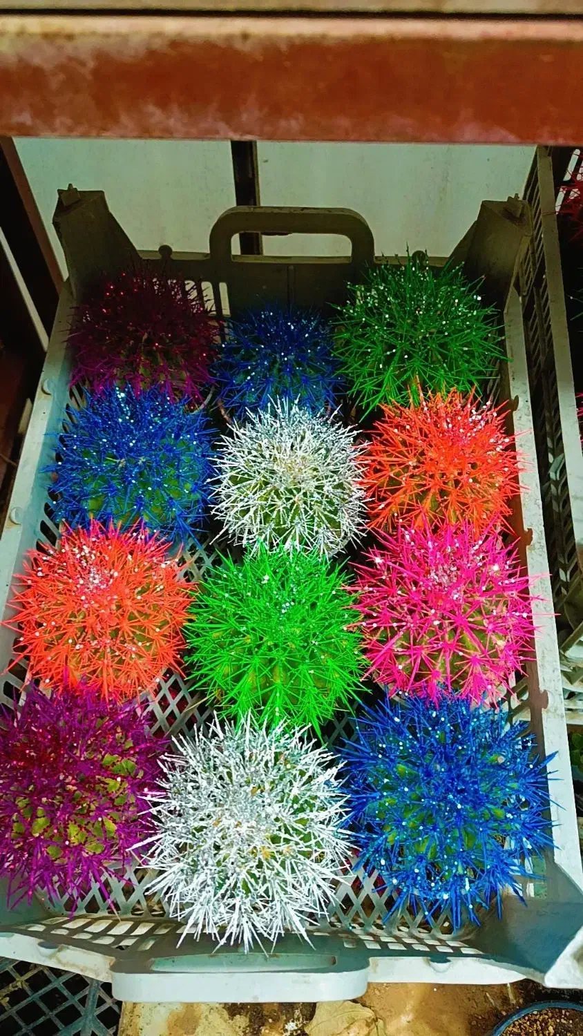 کاکتوس رنگی|گل و گیاه طبیعی|جوانرود, |دیوار