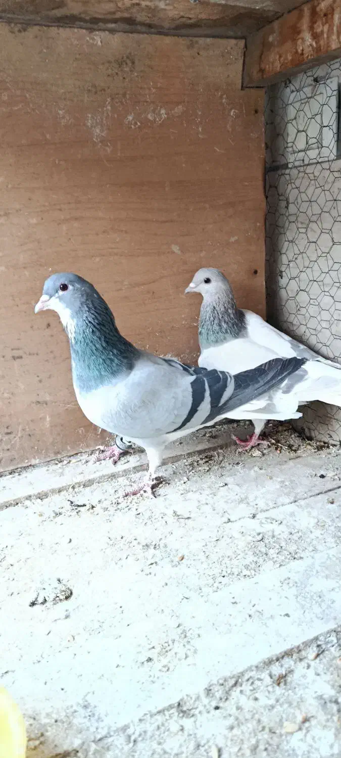 دمگیر نروماده خرقه|پرنده|پیر بکران, |دیوار