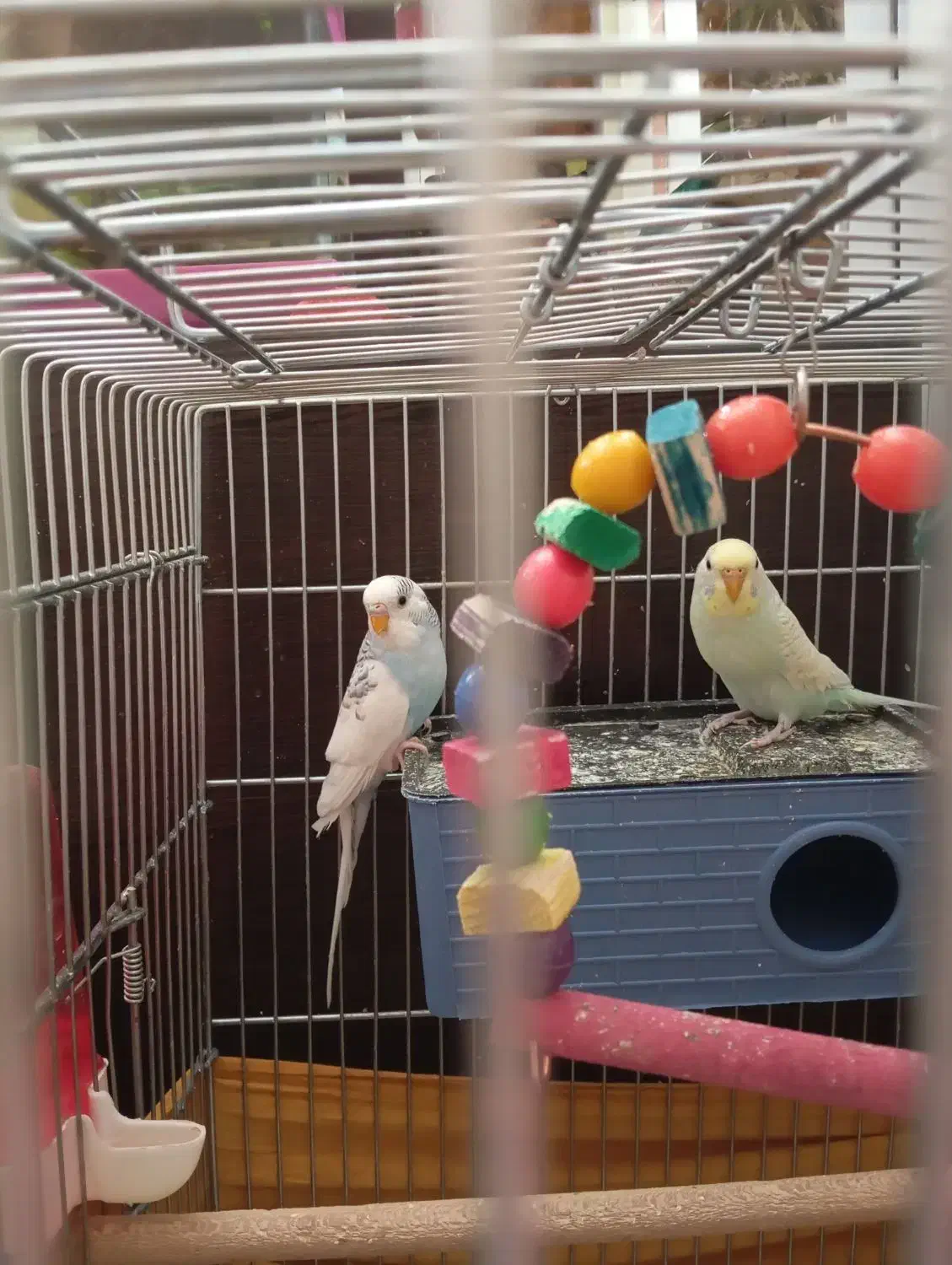 مرغ عشق اسپانگل|پرنده|خمینی‌شهر, |دیوار