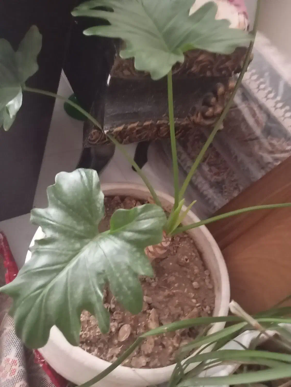 گیاه|گل و گیاه طبیعی|ری, دولت‌آباد|دیوار